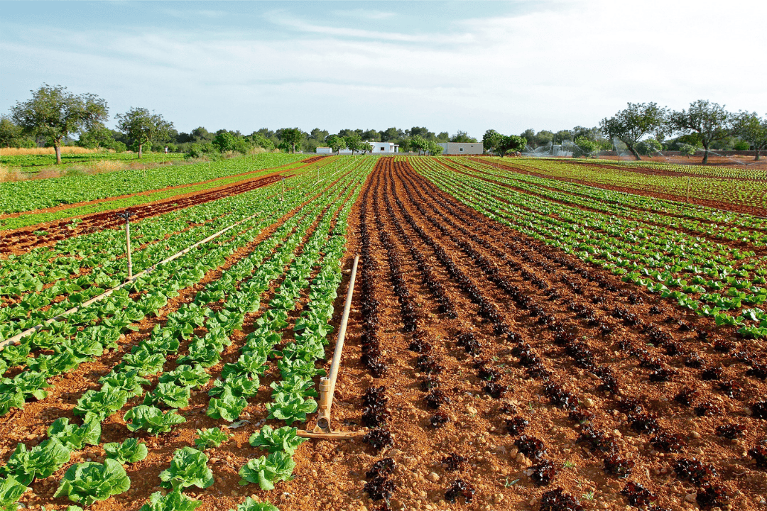 Iceberg Lettuce field